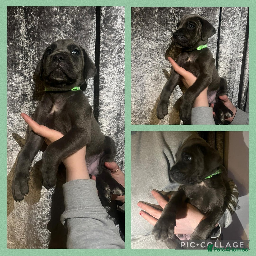Cane Corso dogs for sale: Chunky blue cane corso pups - Image 3
