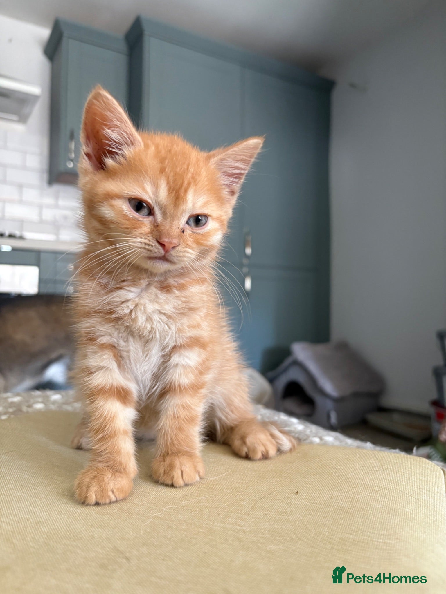 British Shorthair cats READY TO GO - BSH x Scottish Straight Kittens - Advert 2