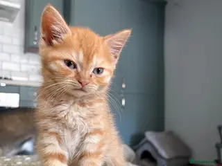 British Shorthair cats READY TO GO - BSH x Scottish Straight Kittens - Advert 2