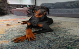 Dobermann dogs for stud: European Doberman - Stud - Image 3