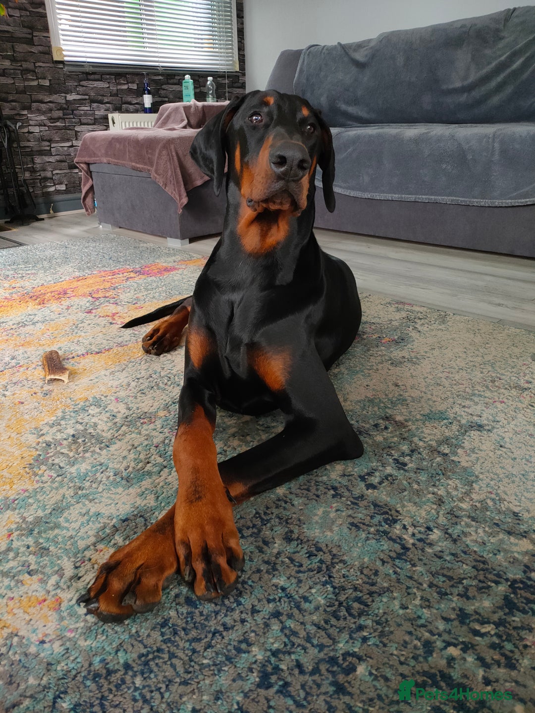 Dobermann dogs for stud: European Doberman - Stud - Image 3