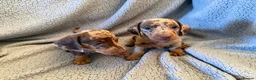 Miniature Dachshund dogs for sale: STUNNING SMOOTH HAIR MINI DACHSHUND PUPPIES  - Advert 15