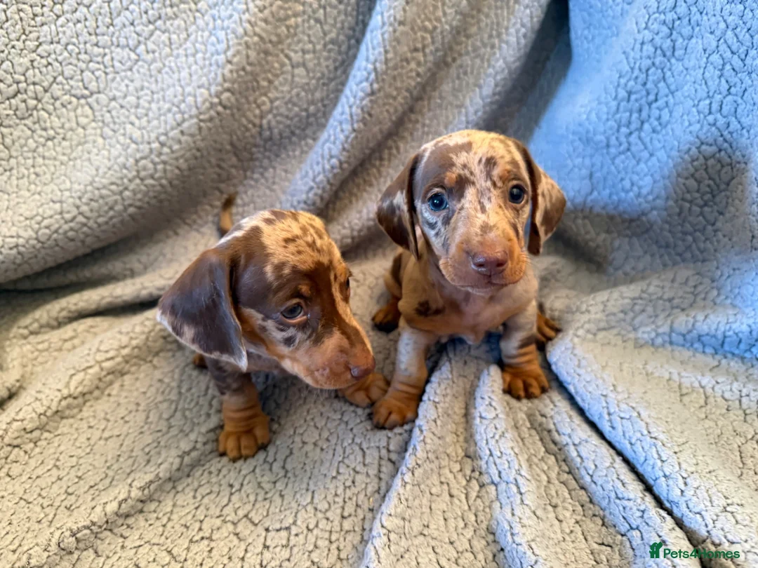 Miniature Dachshund dogs for sale: STUNNING SMOOTH HAIR MINI DACHSHUND PUPPIES  - Advert 15