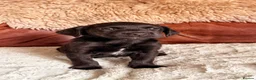 Labrador Retriever dogs for sale: Exceptional KC Reg Labrador Puppies For Sale! - Advert 15