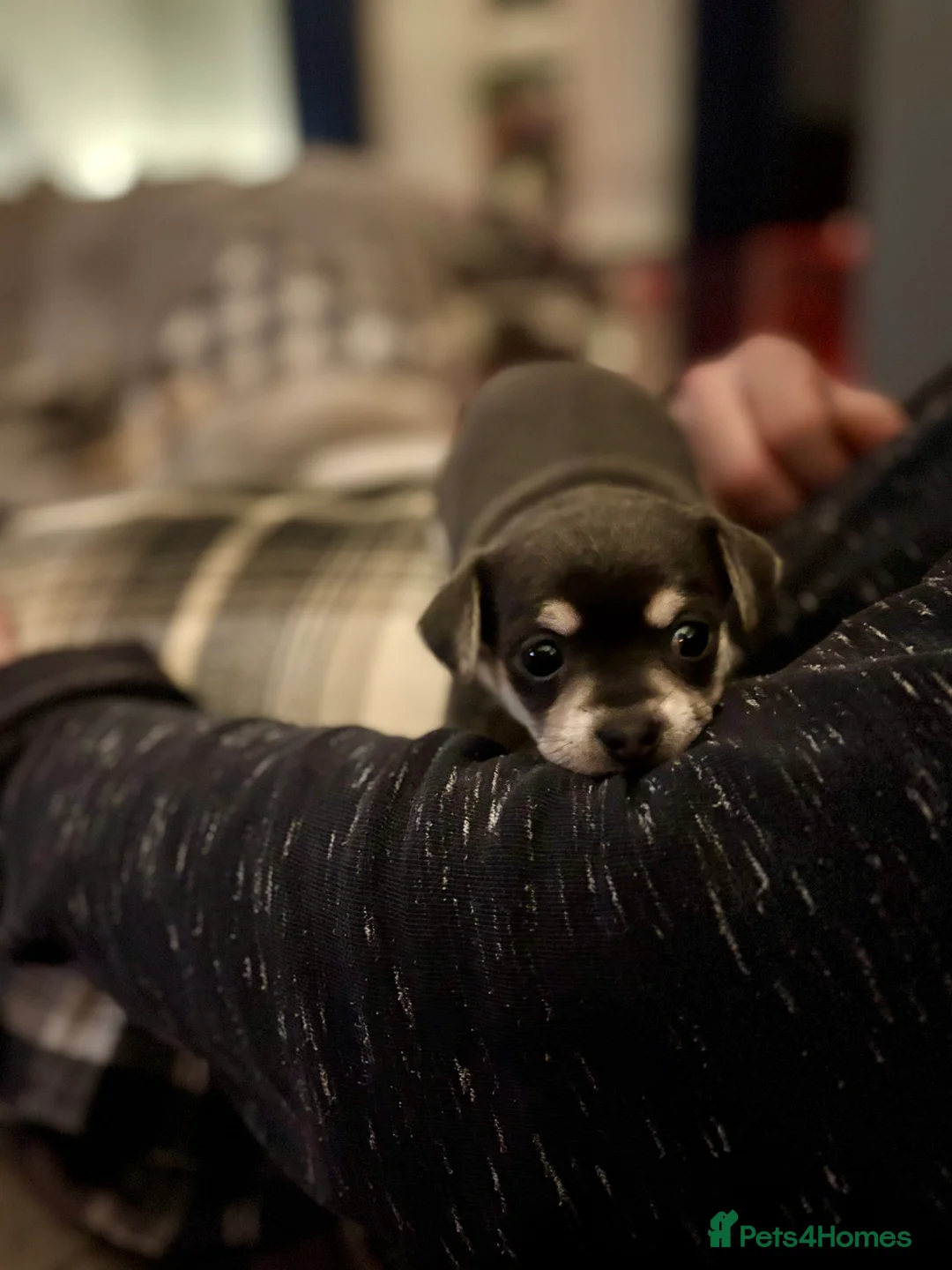 Chihuahua dogs for sale: Female chihuahua ready 08.03.26 - Advert 5