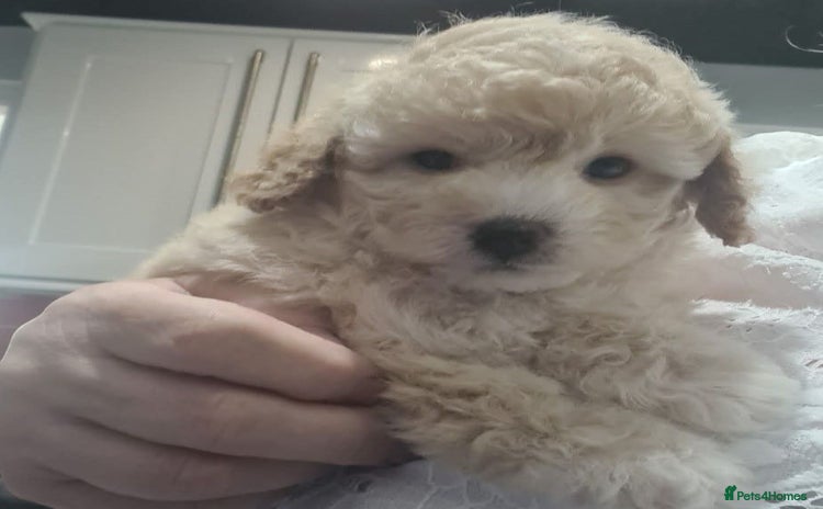 Poochon dogs - Advert 1