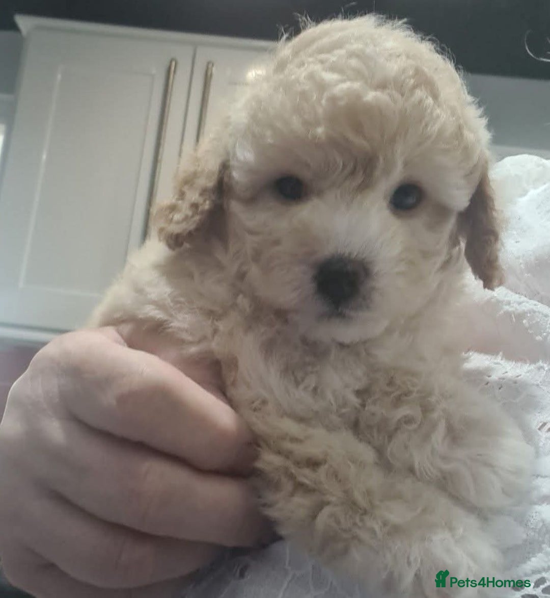 Poochon dogs for sale: Beautiful  poochons  - Image 1