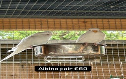 Budgerigars birds for sale: Proven pairs budgies all adult 2+ years old  - Image 5