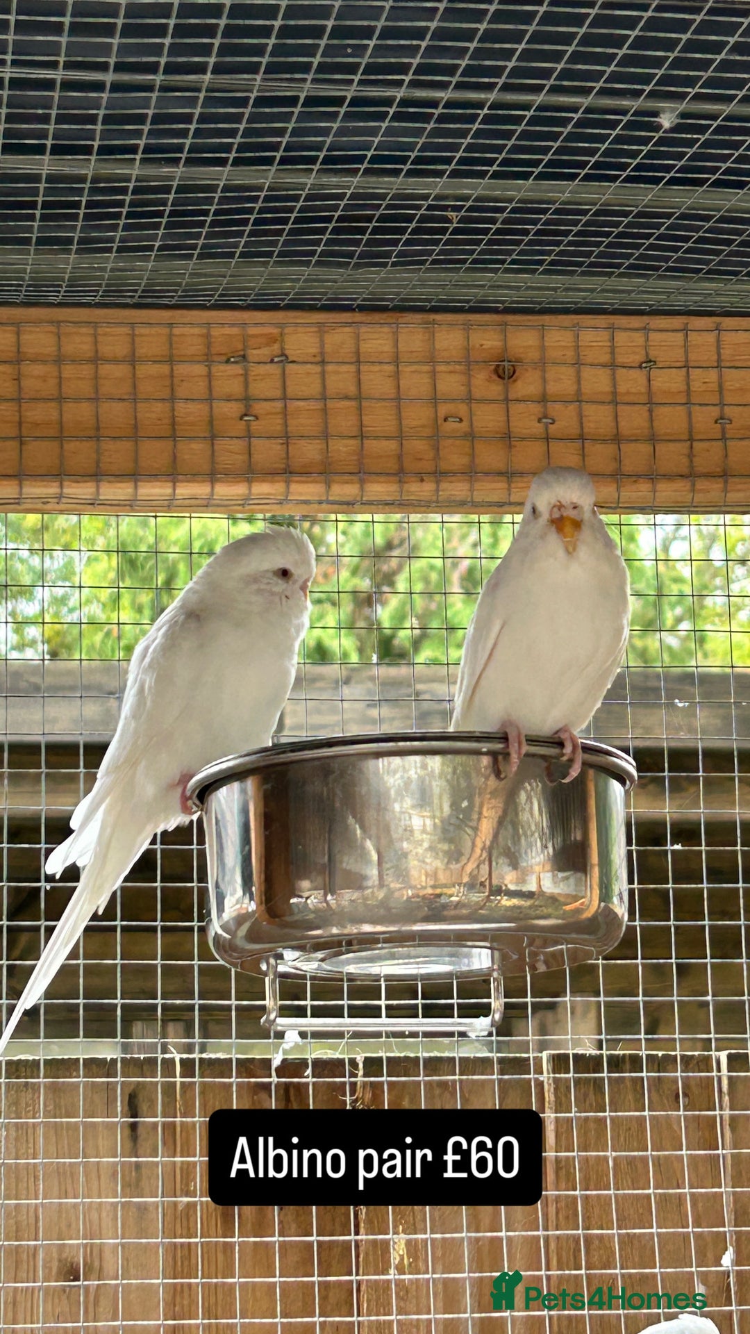 Budgerigars birds for sale: Proven pairs budgies all adult 2+ years old  - Image 5