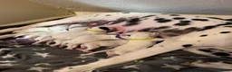 Dalmatian dogs for sale: Beautiful KC reg Dalmatian pups - Advert 18