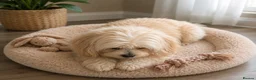 Maltipoo dogs for sale: Beautiful small maltipoos - Advert 8