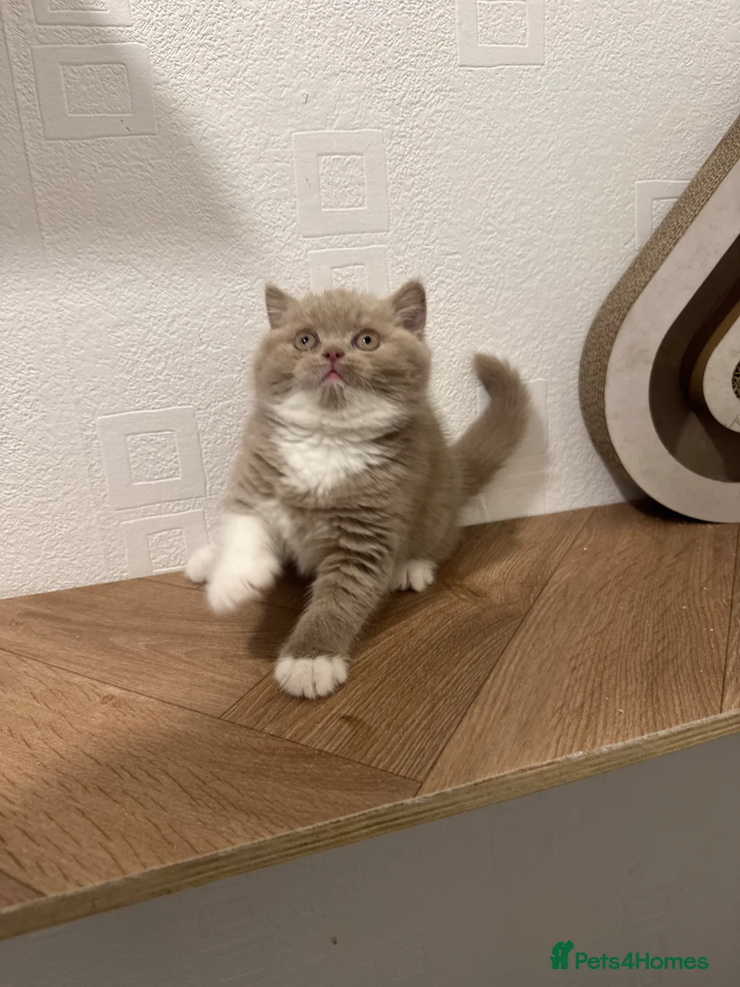 British Shorthair cats for sale: Tica reg fawn and white boy  - Advert 2