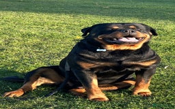 Rottweiler dogs for sale: Rottweiler pups KC Registered + Champ Bloodlines - Image 29
