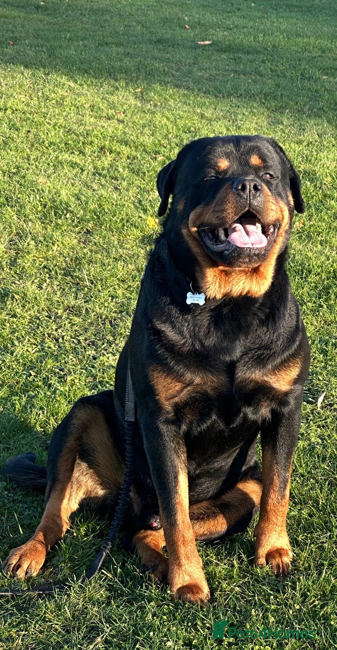 Rottweiler dogs for sale: Rottweiler pups KC Registered + Champ Bloodlines - Image 29