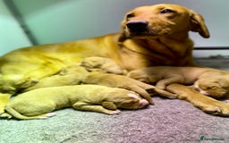 Cockerdor dogs for sale: Beautiful Deep Dark Red Cockerdors DNA Clear - Image 1