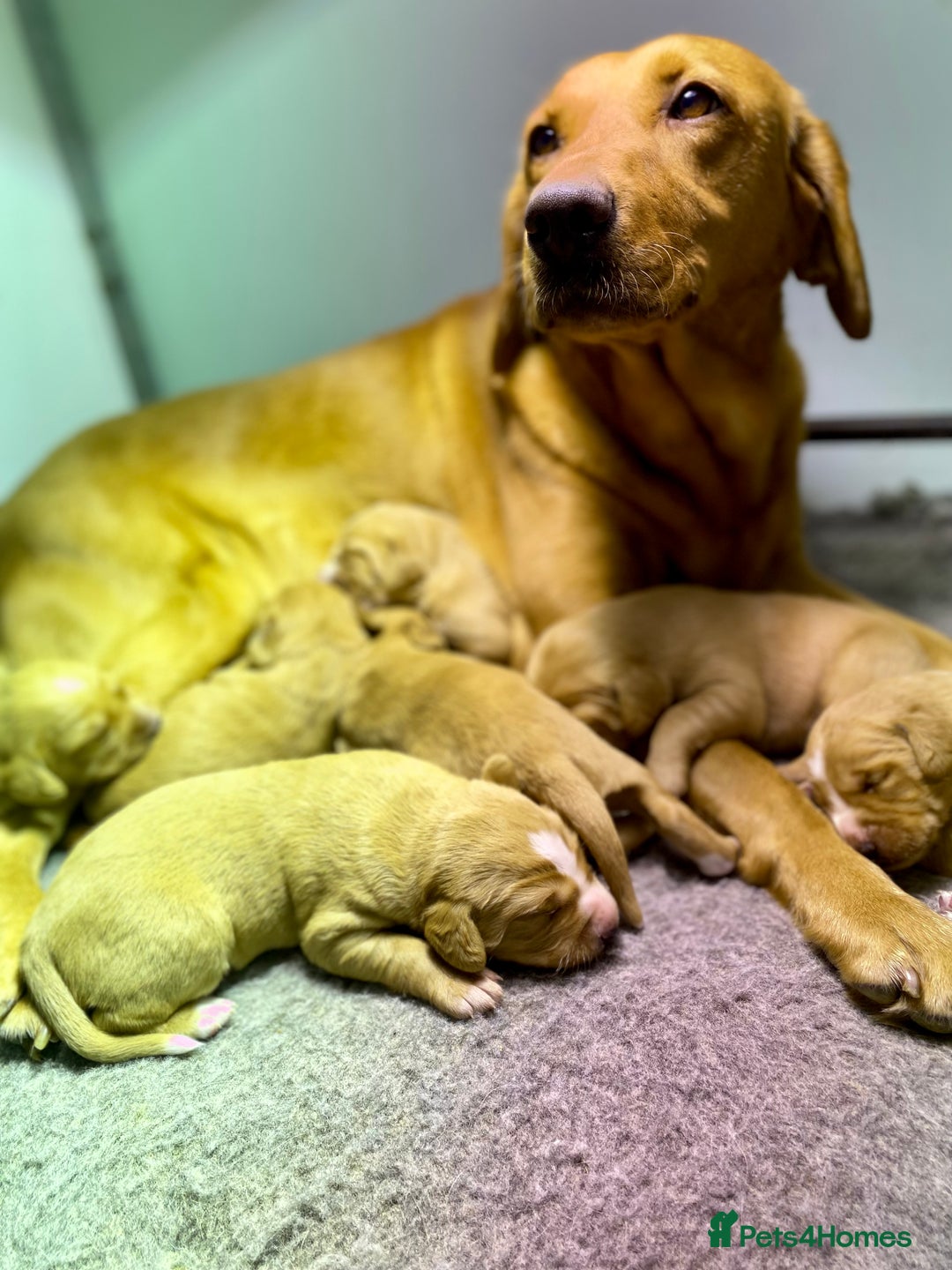 Cockerdor dogs for sale: Beautiful Deep Dark Red Cockerdors DNA Clear - Image 1