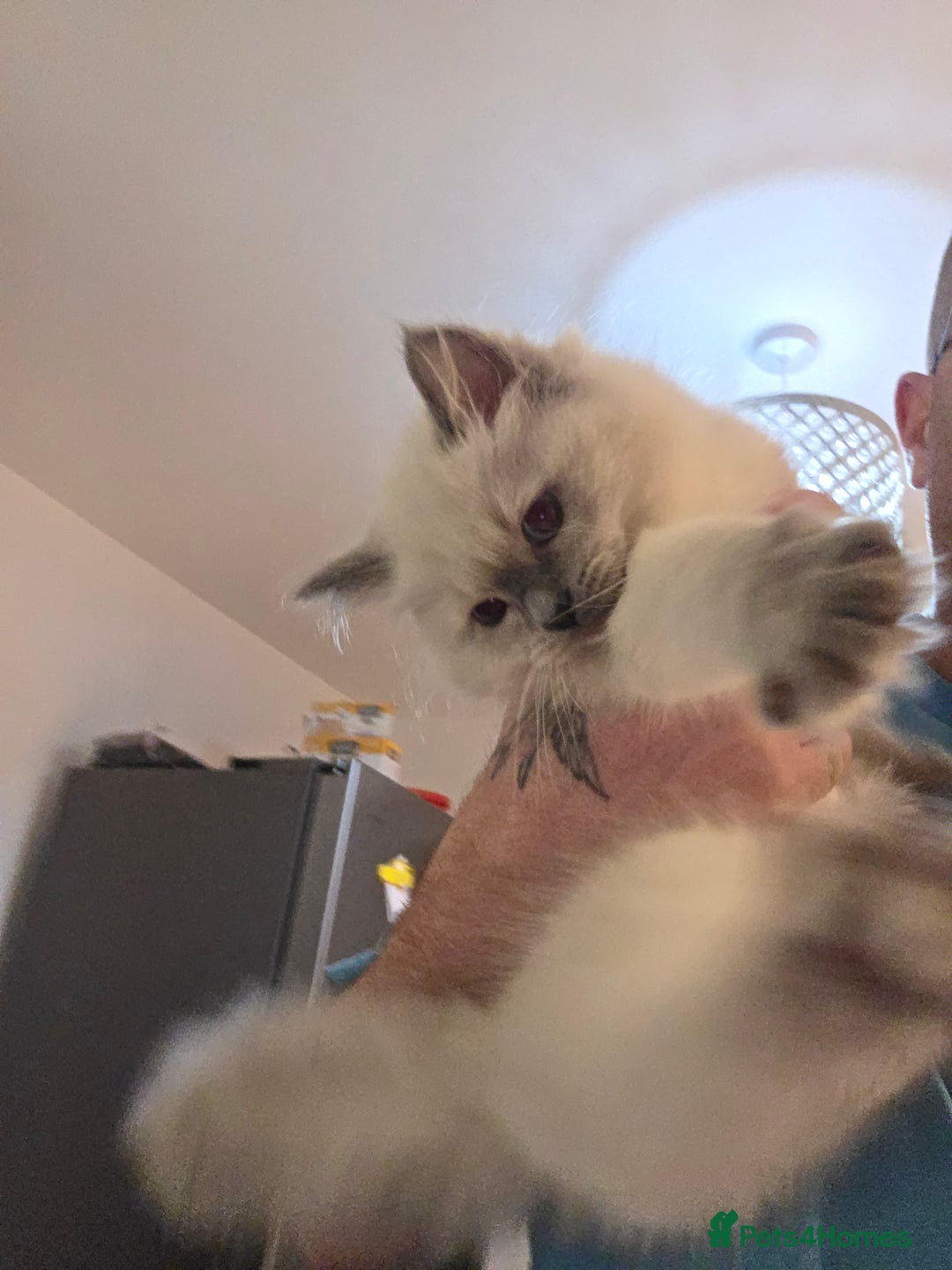 Ragdoll cats for sale: 2 stunning female ragdolls - Advert 9