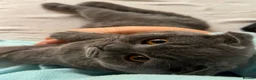 Scottish Fold cats for sale: Selling my kitten for health reasons in London - Advert 3