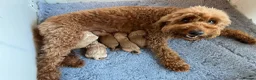 Mixed Breed dogs for sale: ❤️❤️ AUSTRALIAN GOLDENDOODLES ARE COMING SOON❤️❤️ in Northallerton - Advert 6