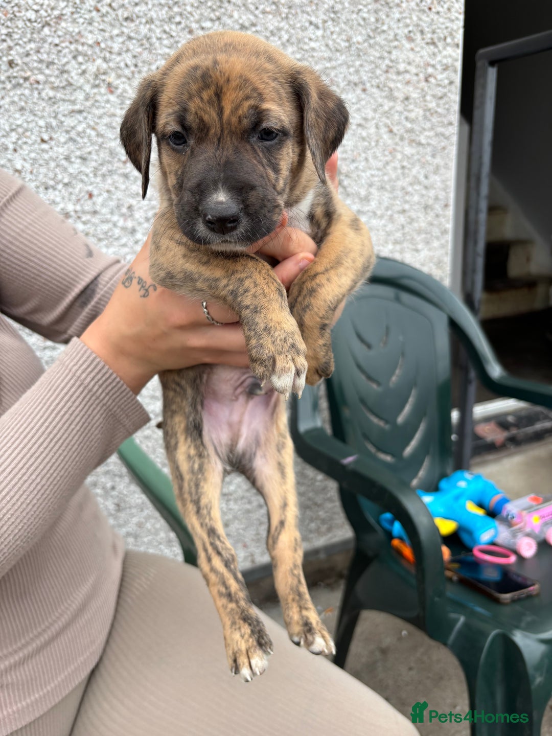 Lurcher dogs for sale: Bull X pups!  - Image 6