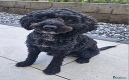 Cockapoo dogs for sale: F1B miniature/toy Cockapoos - Image 3