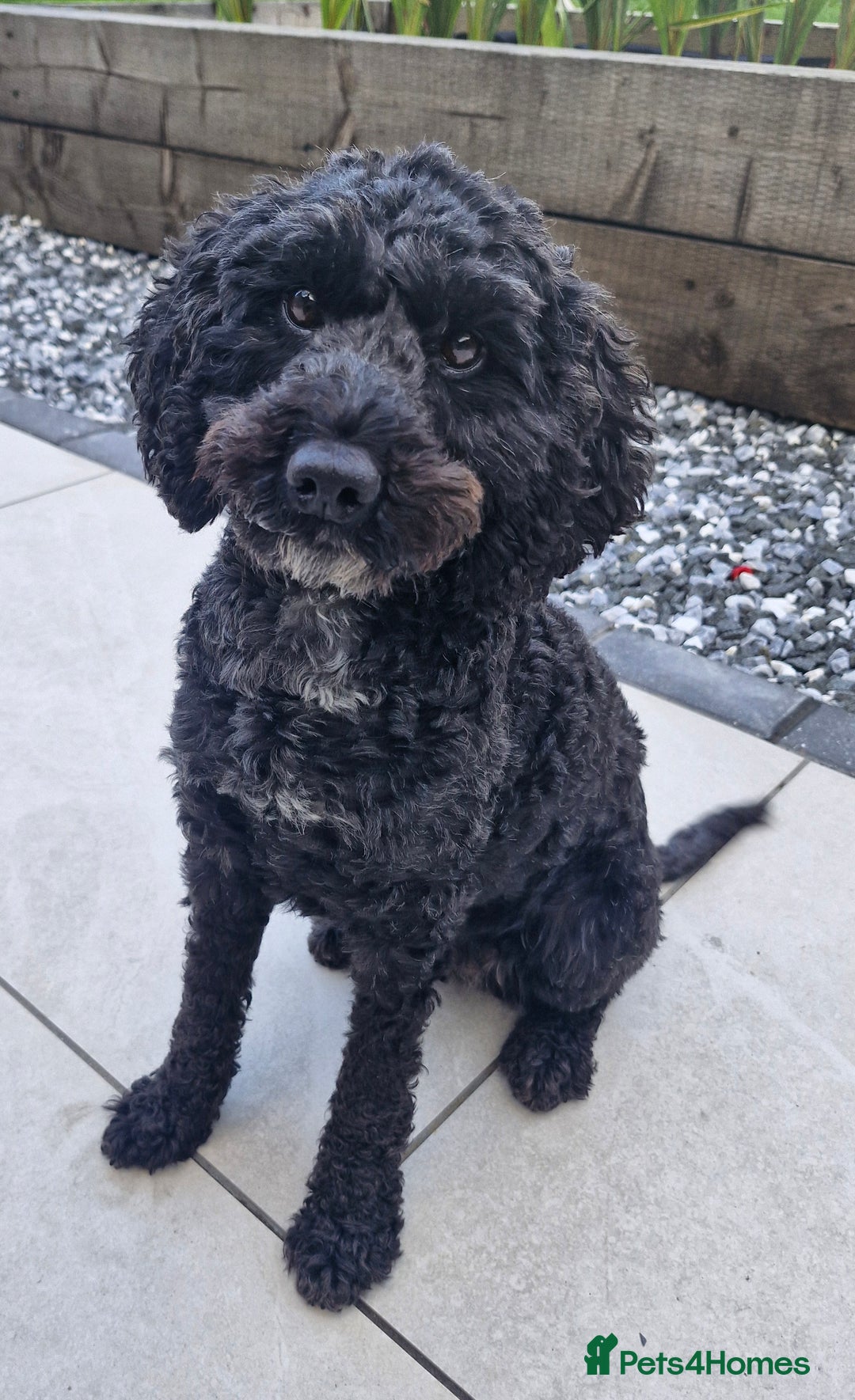 Cockapoo dogs for sale: F1B miniature/toy Cockapoos - Image 3