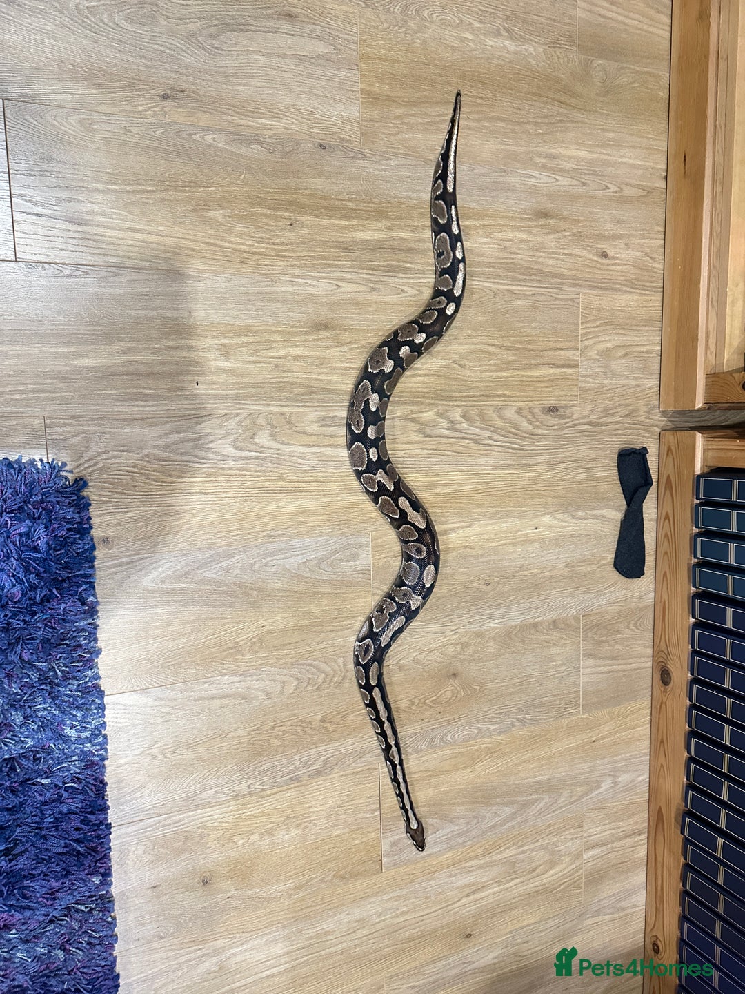Python Snake reptiles for sale: 7year old male ball python snake - Advert 4