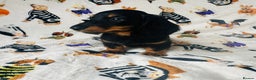 Miniature Dachshund dogs for sale: Ready NOW Stunning KC long haired mini dachshund  - Advert 11