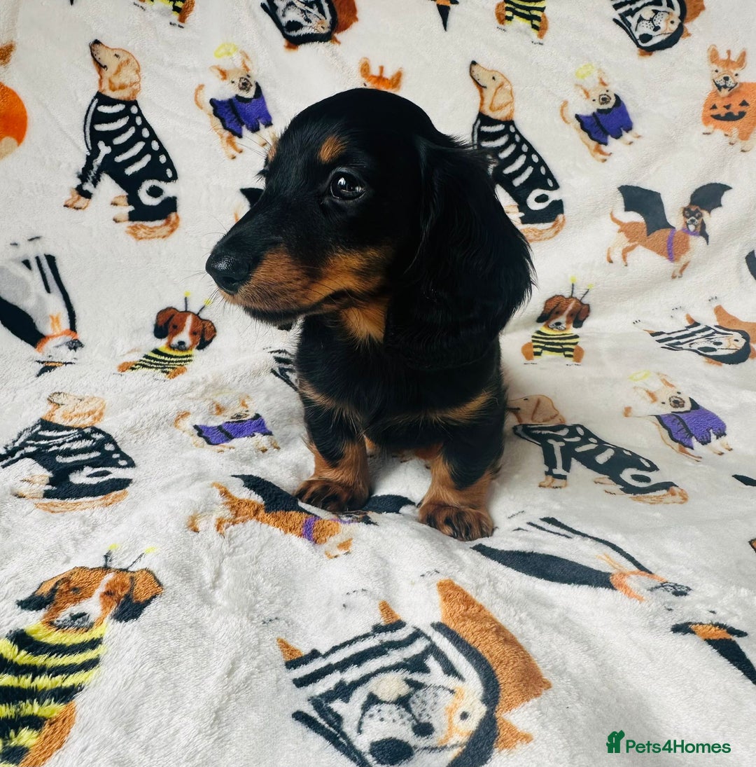 Miniature Dachshund dogs for sale: Ready NOW Stunning KC long haired mini dachshund  - Advert 11