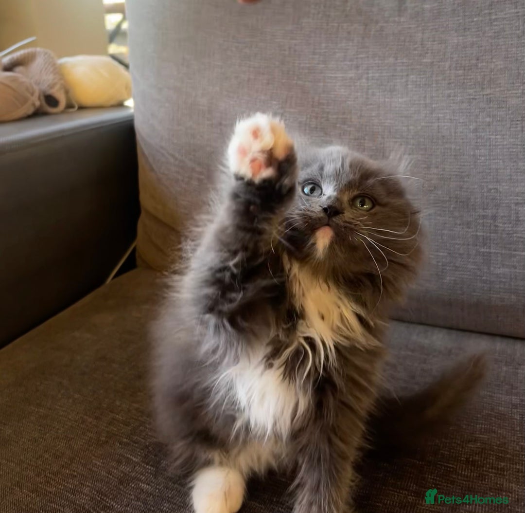 Ragdoll cats for sale: 12 weeks Ragdoll male kitten  - Advert 4