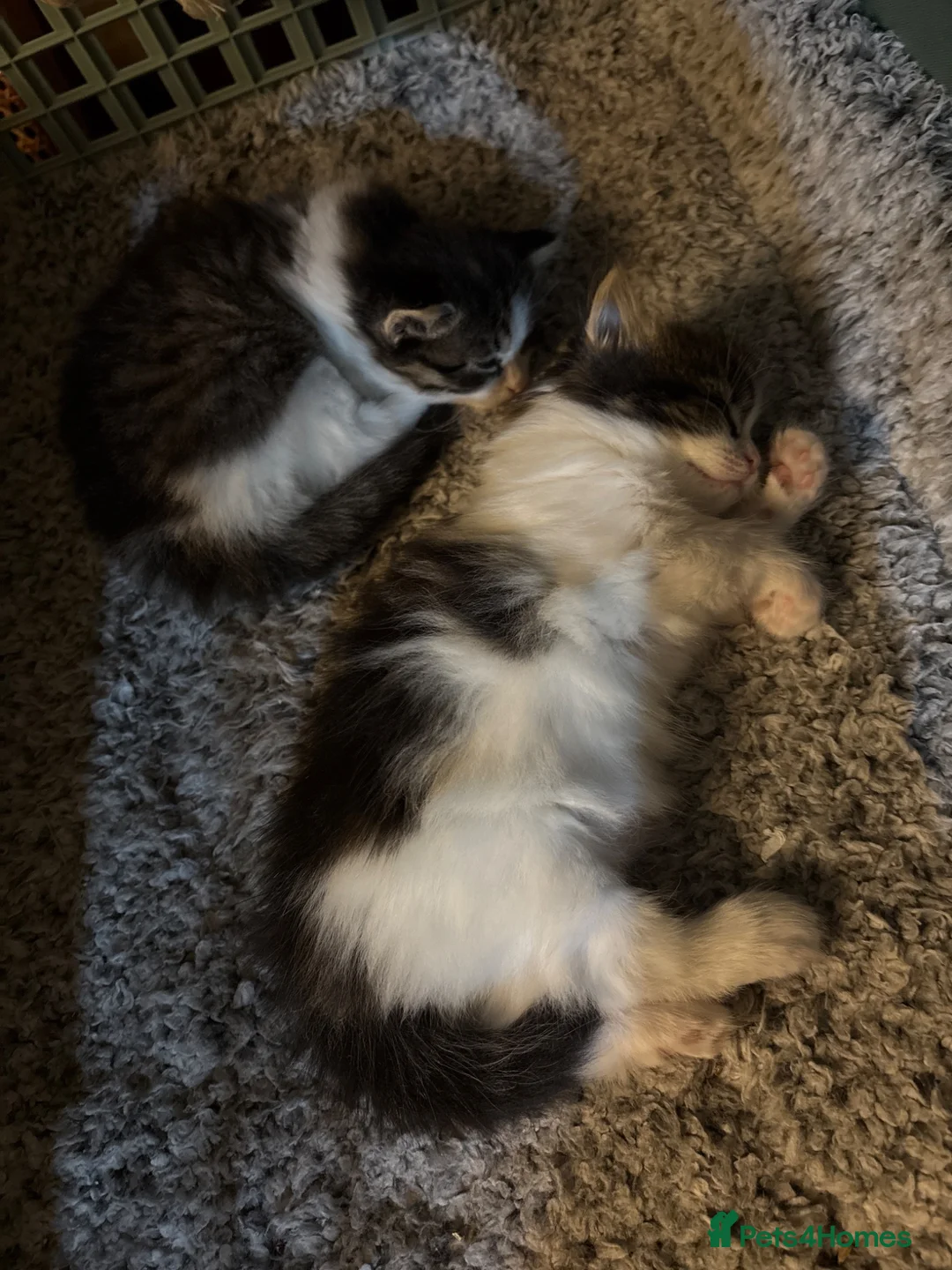 Mixed Breed cats for sale: Furry 2 girl kittens - Advert 2