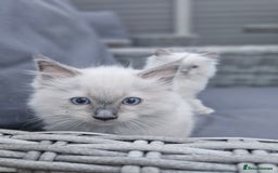 Ragdoll cats for sale: Adorable Ragdoll Boy for Sale - East London - Image 7