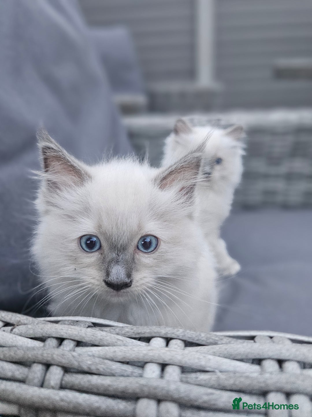 Ragdoll cats for sale: Adorable Ragdoll Boy for Sale - East London - Image 7