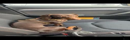 Dachshund dogs for sale: Rehoming Dachsund in Glossop - Advert 5