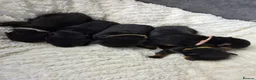 Rottweiler dogs for sale: Gorgeous Rottweiler Puppies  - Advert 1