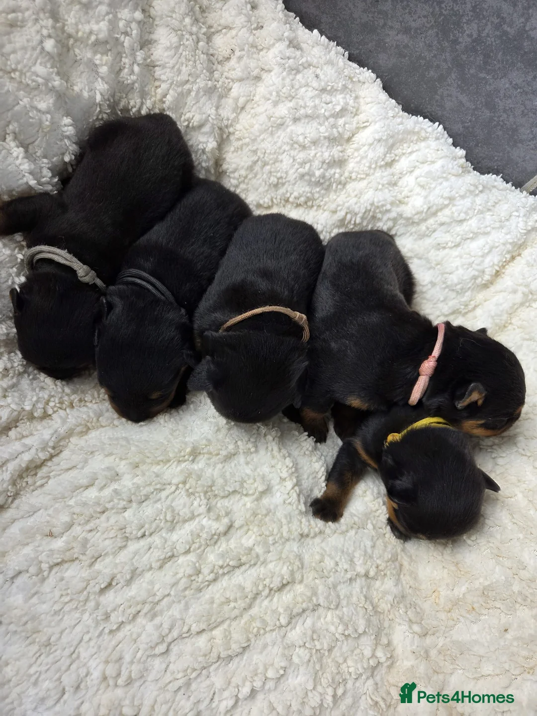 Rottweiler dogs for sale: Gorgeous Rottweiler Puppies  - Advert 1