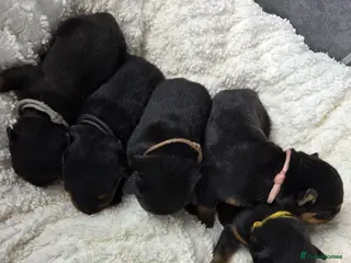 Rottweiler dogs Gorgeous Rottweiler Puppies - Advert 4