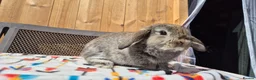 Mini Lop rabbits for sale: Mini Lop Bunnies Ready This Friday 01/04/26 - Advert 8
