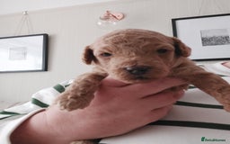 Cockapoo dogs for sale: F1B Small Cockapoo Puppies. Only 2 boys available  - Image 13