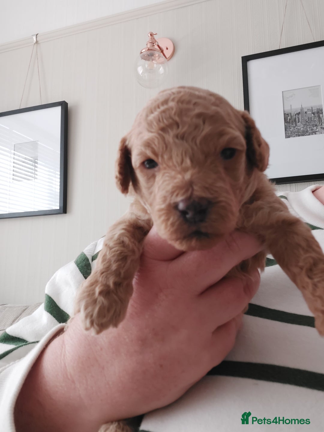 Cockapoo dogs for sale: F1B Small Cockapoo Puppies. Only 2 boys available  - Image 13