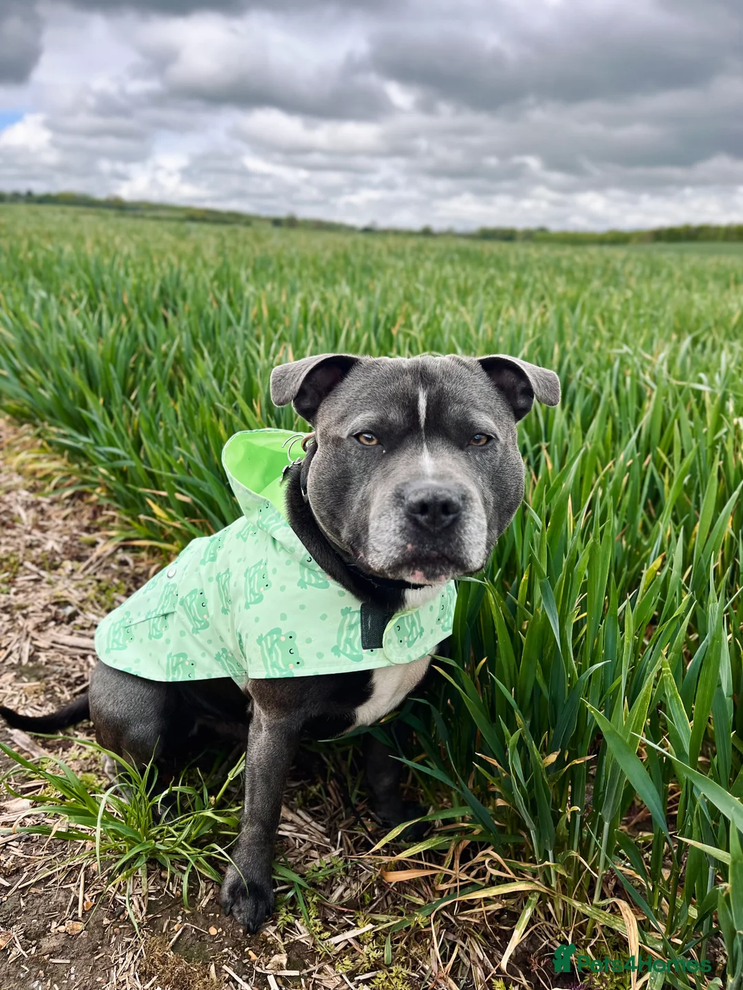 Staffordshire Bull Terrier dogs for stud: BLUE Staffy boy is ready for stud  - Advert 3