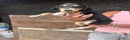 Lurcher dogs for sale: Beautiful pups out of our family dogs  - Advert 8