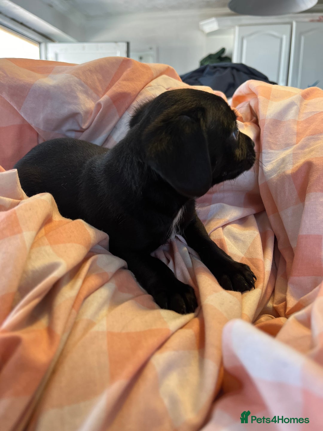 Cavalier King Charles Spaniel dogs for sale: Cavalier , King Charles/ Jack Russel Puppies - Image 14