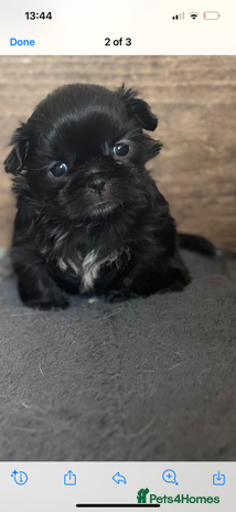 Shih Tzu dogs - Advert 7