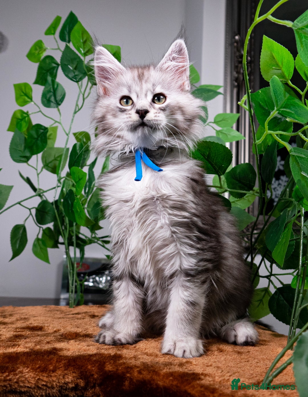 Maine Coon cats for sale: 8 STUNNING PEDIGREE TICA REG MAINE COON KITTENS - Advert 19