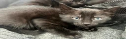 Mixed Breed cats for sale: Beautiful Half Siamese Kittens  - Advert 19