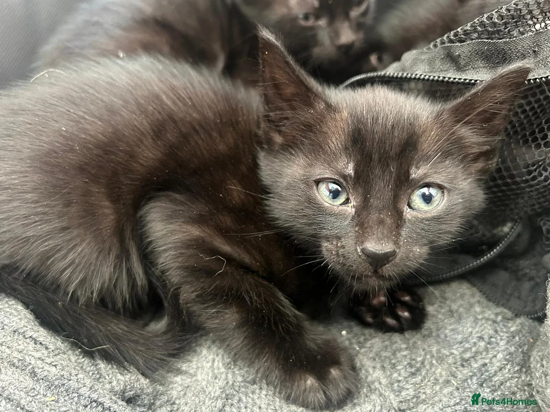 Mixed Breed cats for sale: Beautiful Half Siamese Kittens  - Advert 19