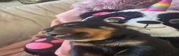 Rottweiler dogs for sale: Stunning litter of Rottweiler babies  - Advert 7