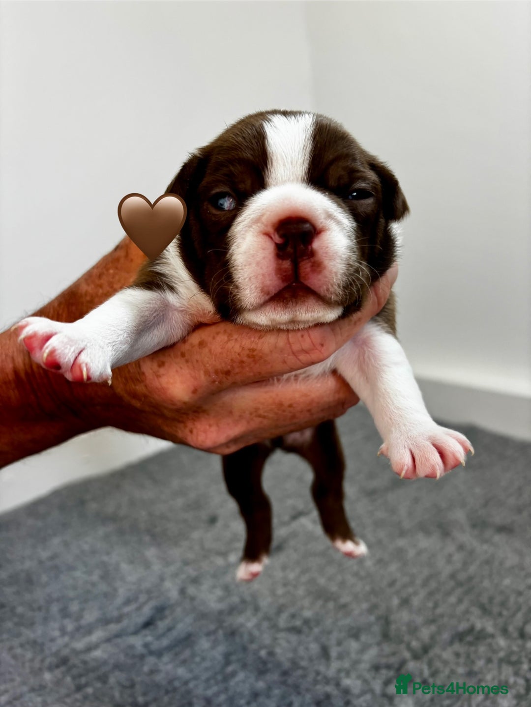 Boston Terrier dogs for sale: Beautiful Boston Terrier Puppies  - Image 22