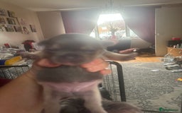 French Bulldog dogs for sale: Chunky French bulldog pups 4 girls  - Image 13